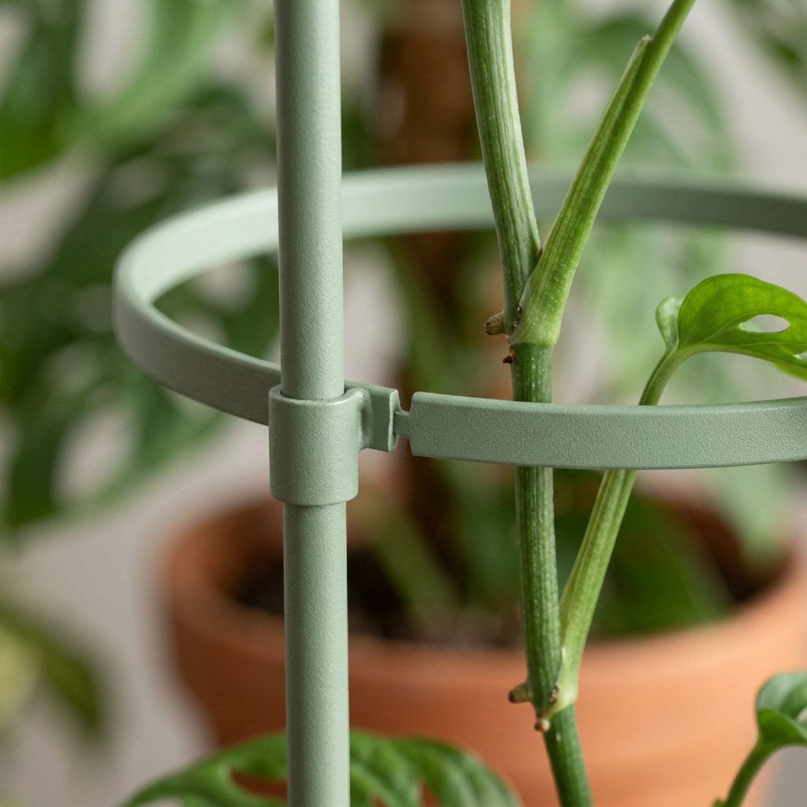 Ylvhg Stemhalo Adjustable Plant Support Ring Set 3-Pack Sage Green